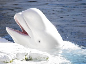 beluga