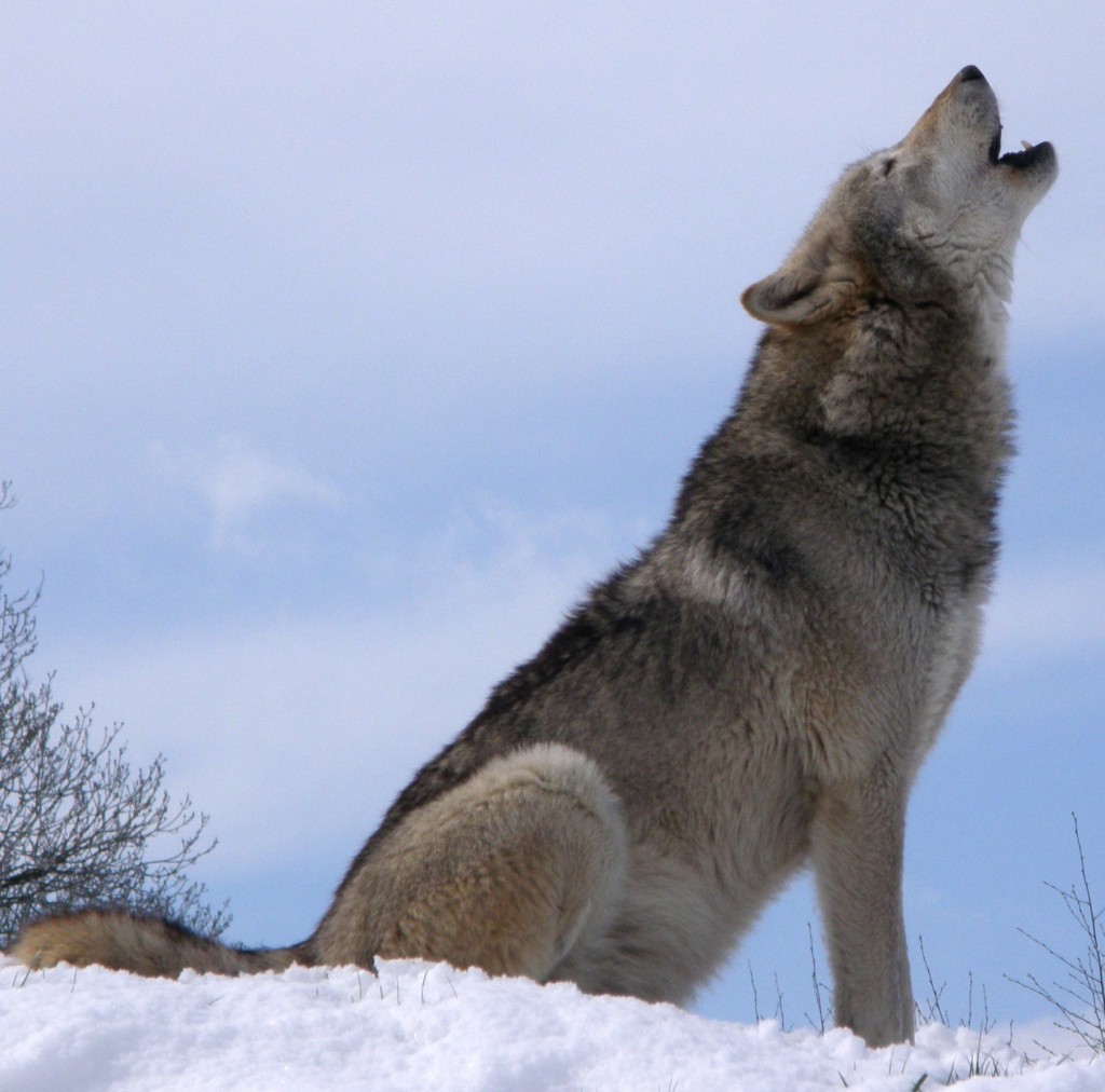 So majestic. Much hipster. Such wolf. Very howl