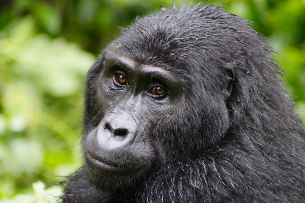 gorilla