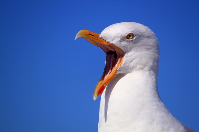 Less an albatross, more a seagul...