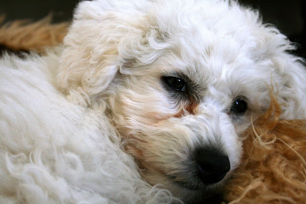 Please let me nap!
