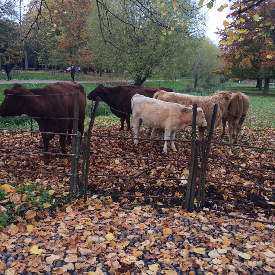 Kings cows