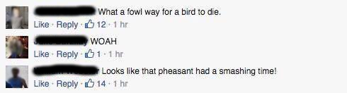 pheasant 1
