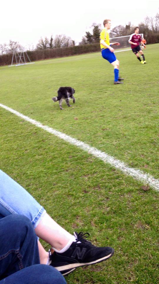 Dogged determination