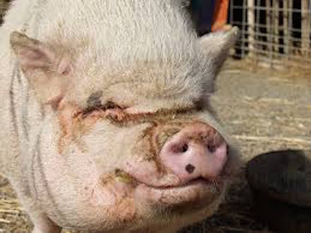 Will the simulator be a positive challenge, or will be a bit of a pigs ear?