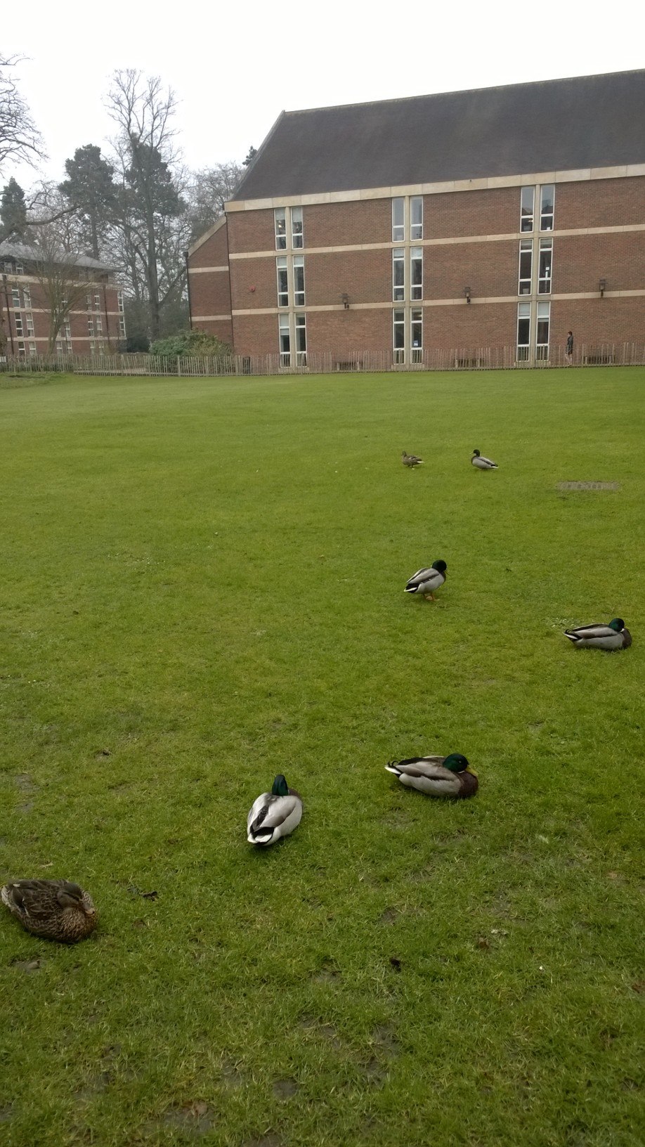 Homerton - more ducks than firsts