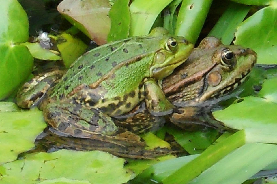 frogs-259647_960_720