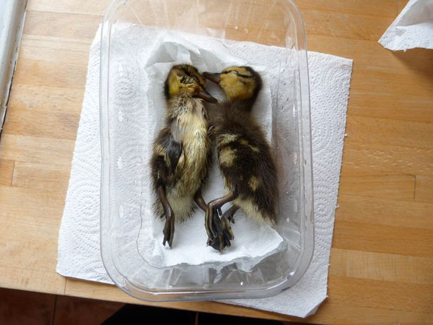 Two dead ducklings were rescued from the Cam. Photo credit: Geoff Robinson.