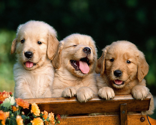 If this doesn't make you happy, what will?