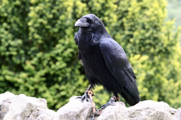 black_crow_186300