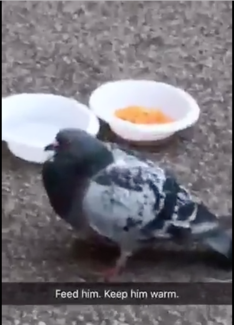 Well he's certainly looking well fed...proximity to Sainsbury's will do that to you