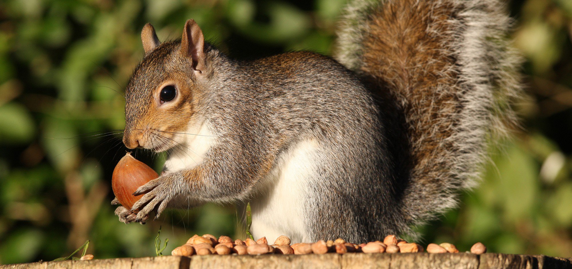 squirrel-appreciation-day-1-e1451319696371