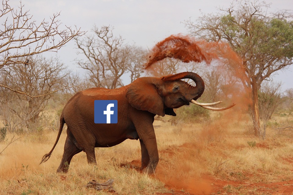 elephant-111695_960_720