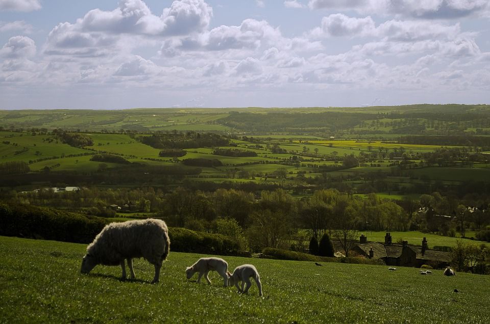 Image may contain: Rural, Pasture, Outdoors, Nature, Meadow, Grassland, Field, Farm, Countryside