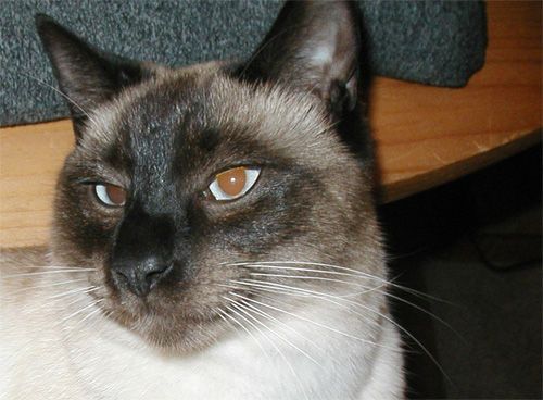 Image may contain: Siamese, Pet, Mammal, Cat, Animal