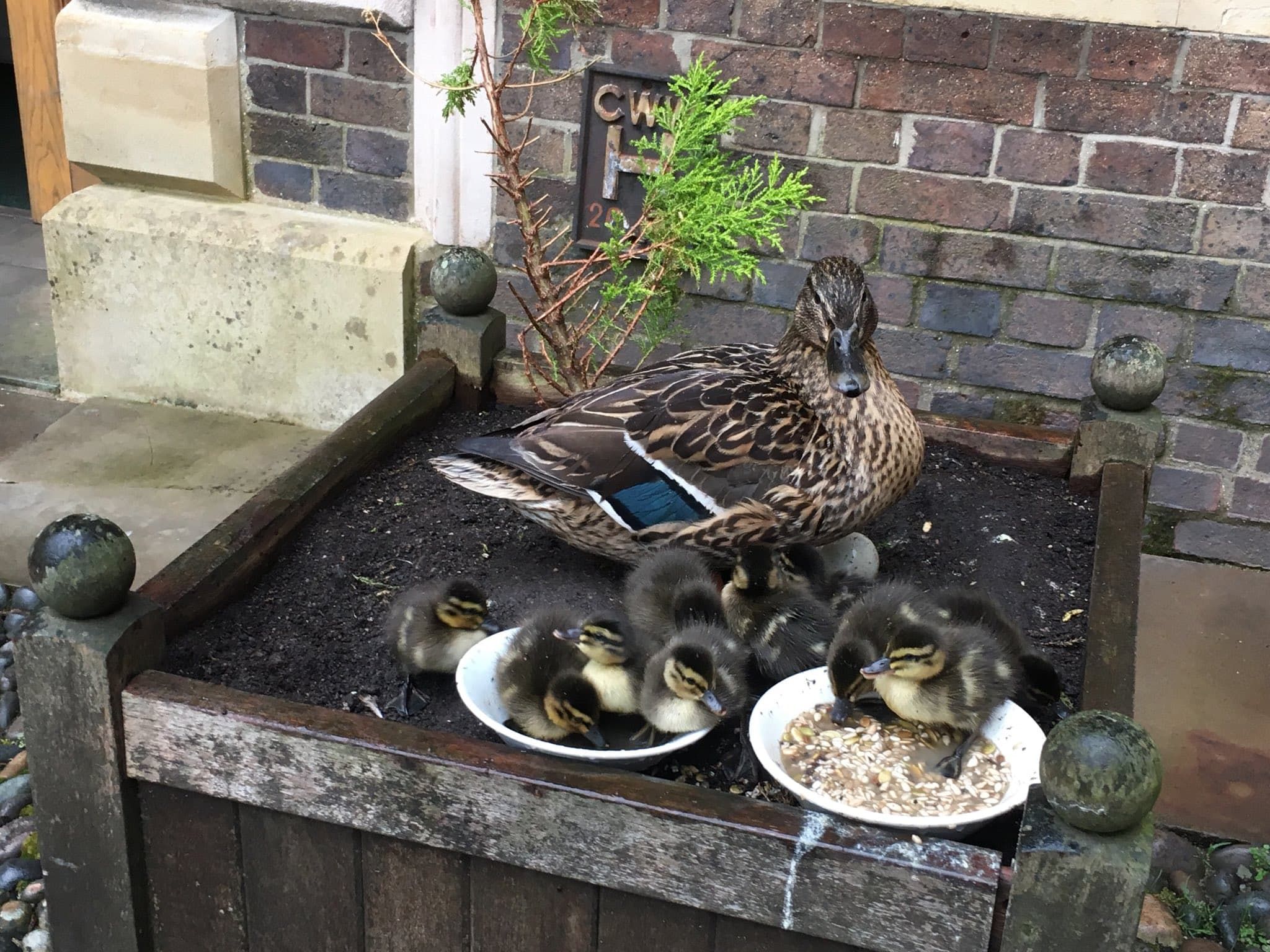 Image may contain: Duck, Waterfowl, Bird, Animal