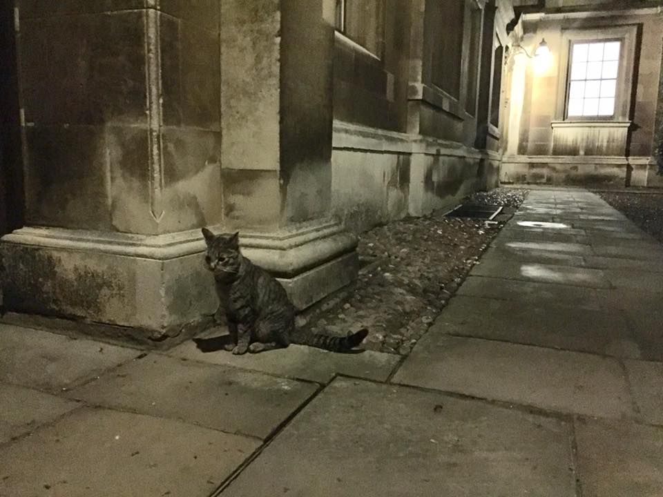 Image may contain: Pet, Manx, Mammal, Cat, Animal, Corridor, Urban, Town, Street, Road, City, Building, Alleyway, Alley