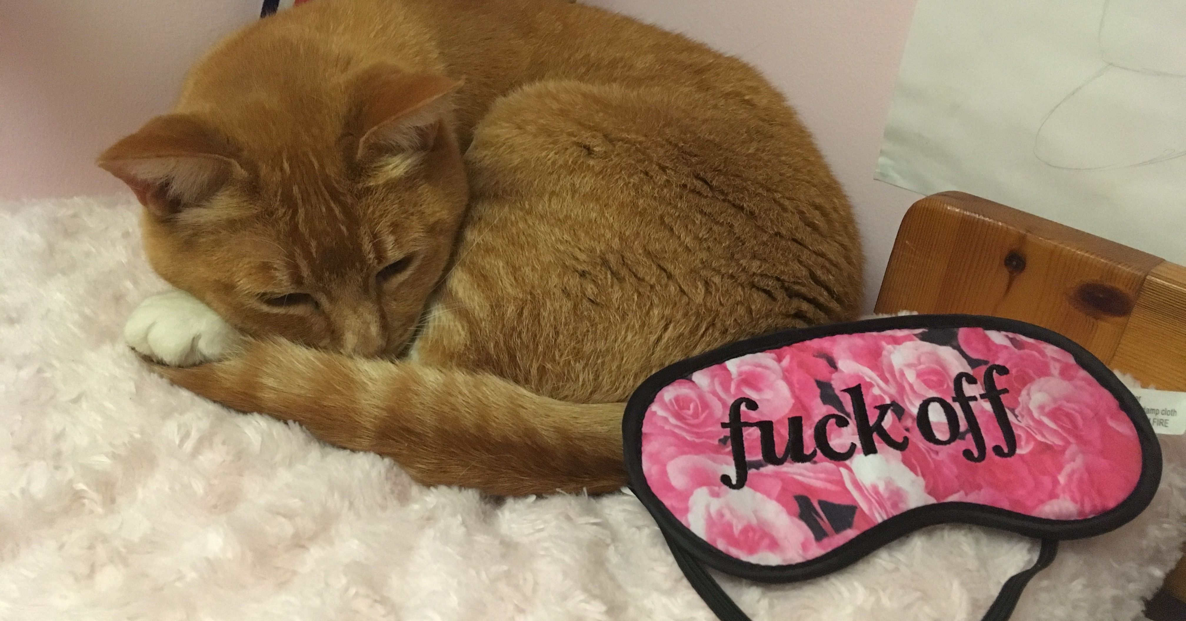 Image may contain: Pet, Mammal, Cat, Animal, Abyssinian