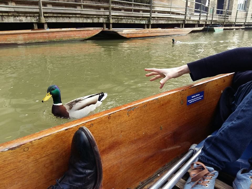 Image may contain: Water, Outdoors, Canal, Wood, Plywood, Mallard, Duck, Waterfowl, Bird, Animal, Watercraft, Vessel, Transportation, Boat