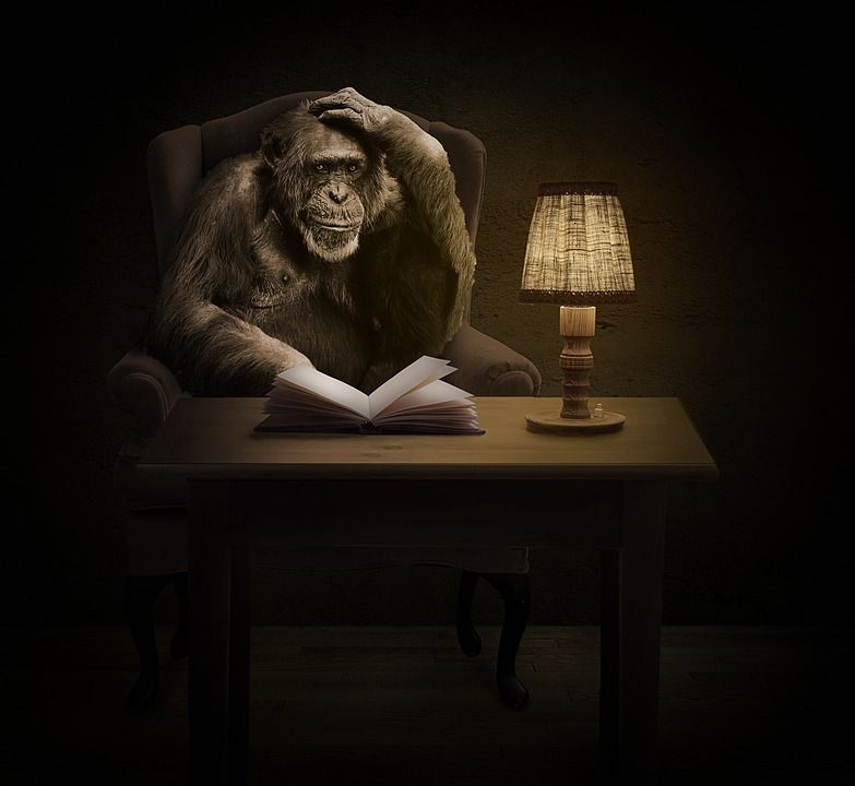 Image may contain: Lampshade, Lamp, Wildlife, Monkey, Mammal, Ape, Animal