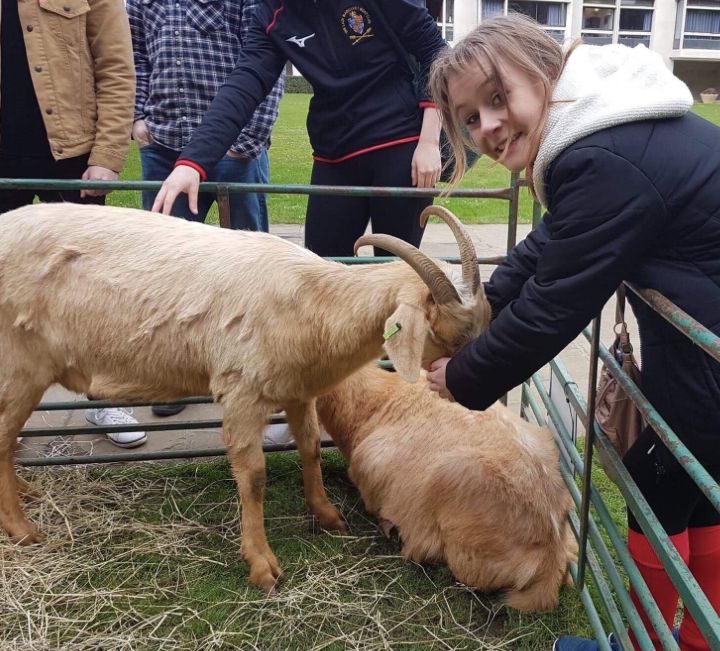 Image may contain: Goat, Animal, Sheep, Mammal, Person, Human