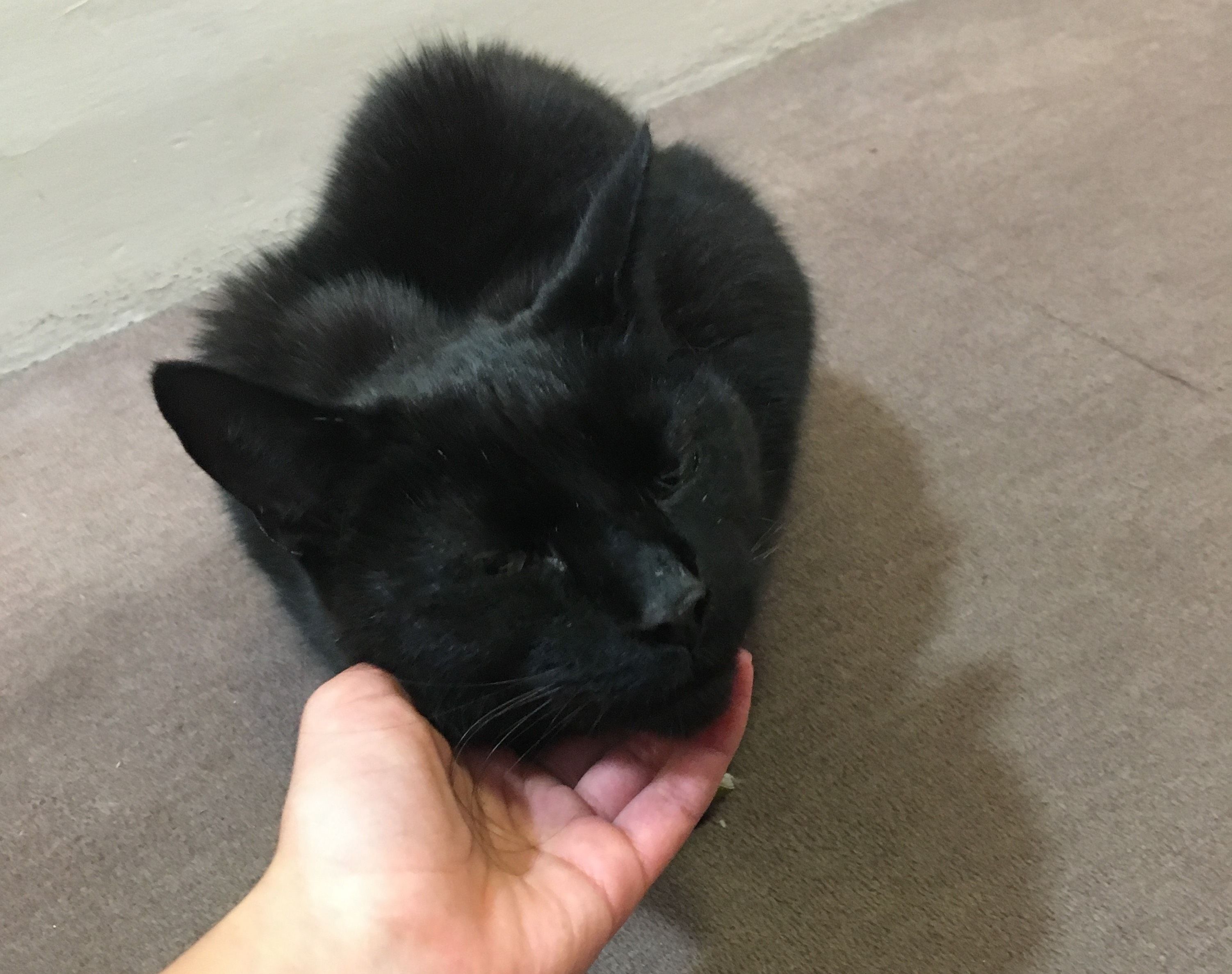 Image may contain: Cat, Mammal, Animal, Pet, Black Cat, Person, Human