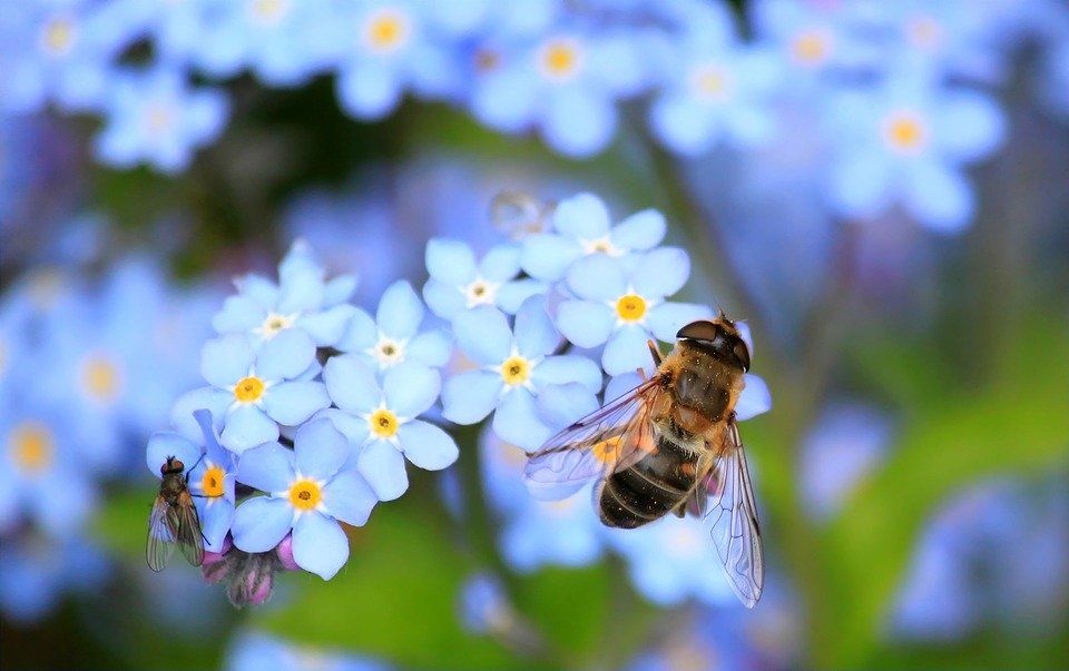 Image may contain: Andrena, Hornet, Wasp, Geranium, Blossom, Flower, Plant, Apidae, Bee, Invertebrate, Animal, Honey Bee, Insect