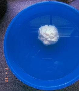 bread starter in a water bowl