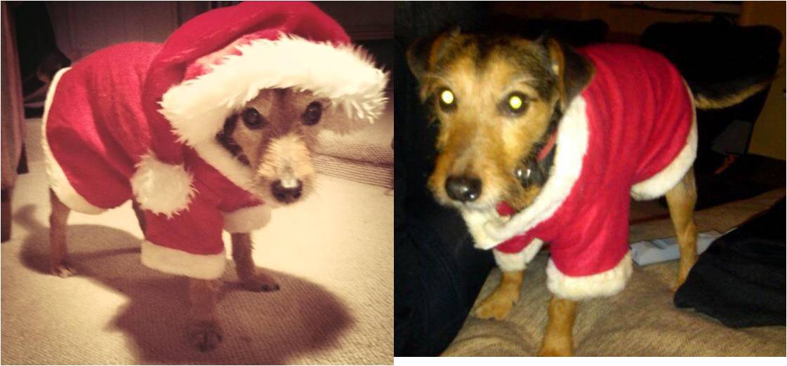 Jack as Santa Paws