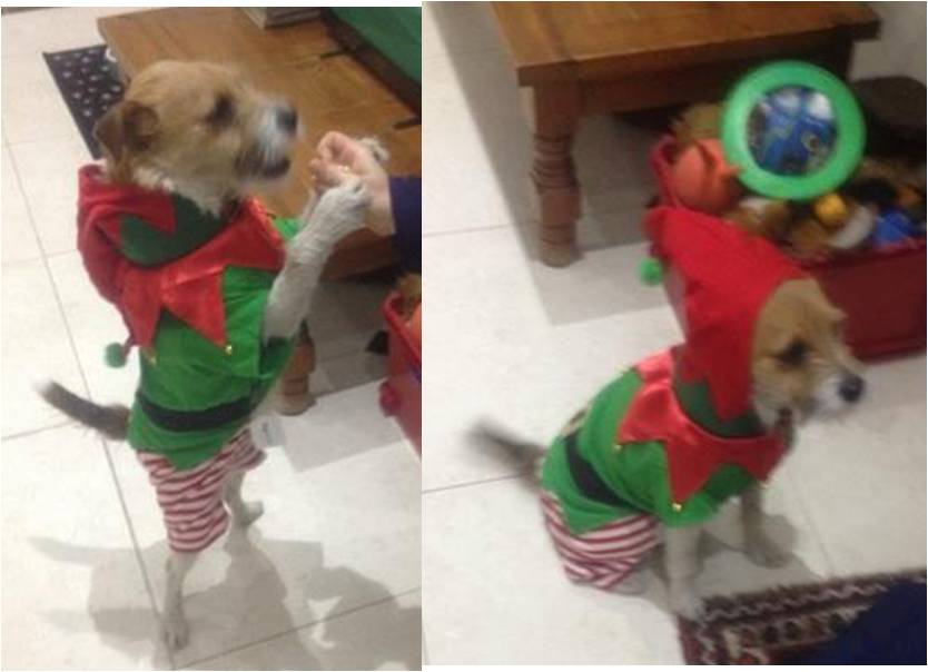 Patch flaunts his high elf-esteem