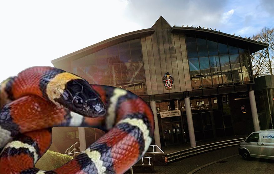 Image may contain: King Snake, Snake, Animal, Reptile, Transportation, Automobile, Vehicle, Car