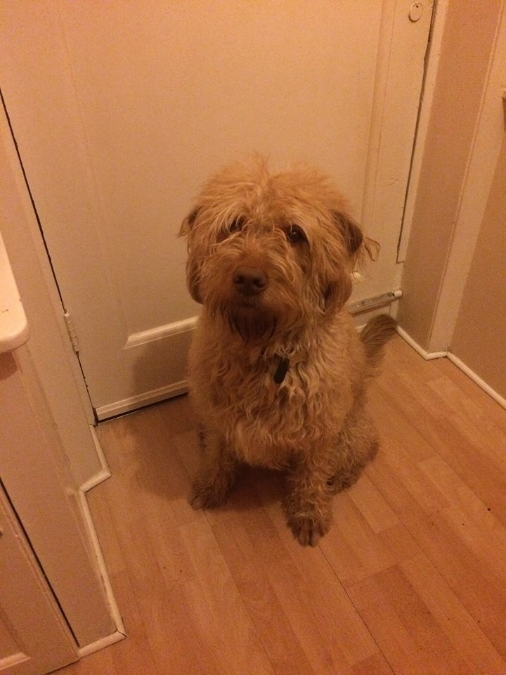 Looks like Rufus can stay with you