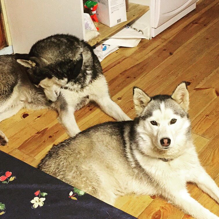 Better than your flatmates