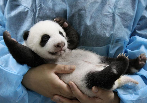 panda cub