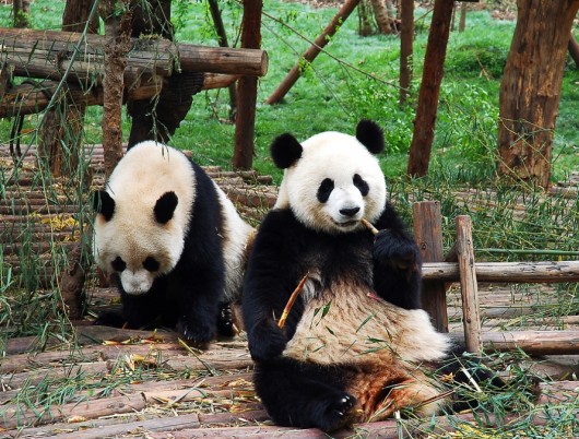 panda loses baby
