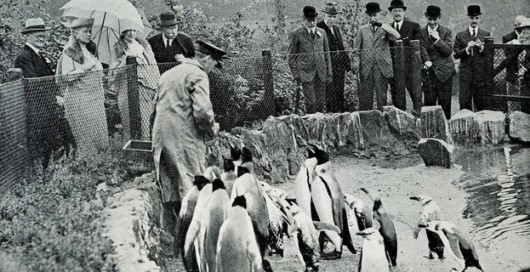 penguin 3