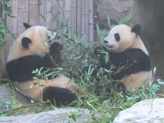 Panda flirting