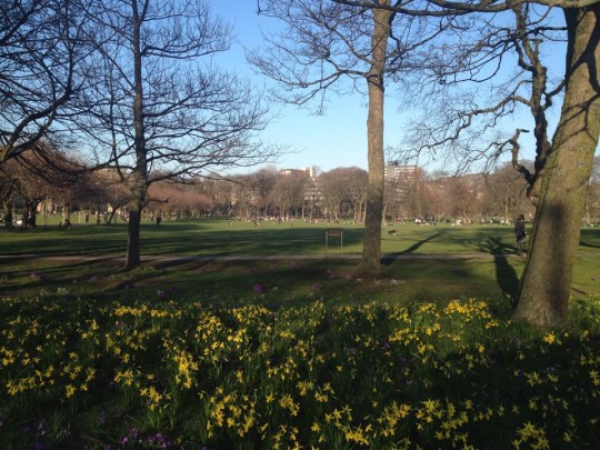 Sunshine on the Meadows