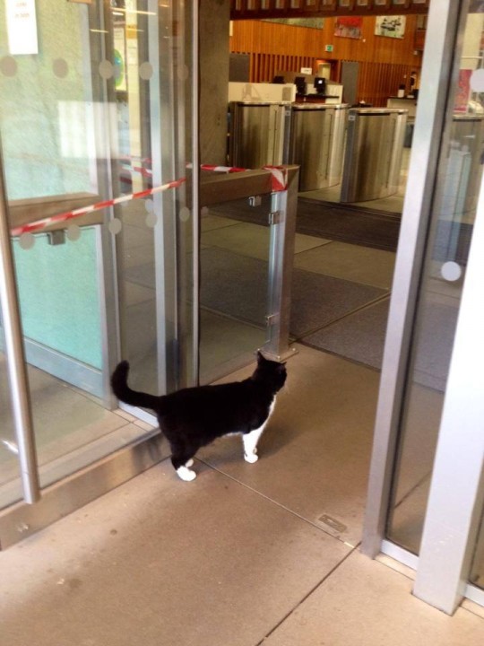 Library cat demonstrates how not to enter the building