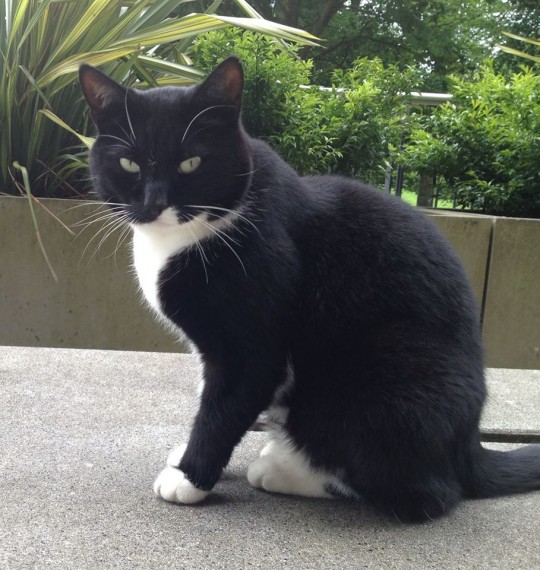 Maybe we should be interviewed by the Library Cat