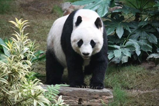 Everyone loves pandas (Source: J. Patrick Fischer)