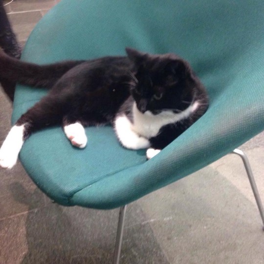 A library regular.
