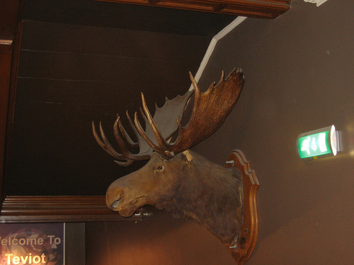 teviot moose