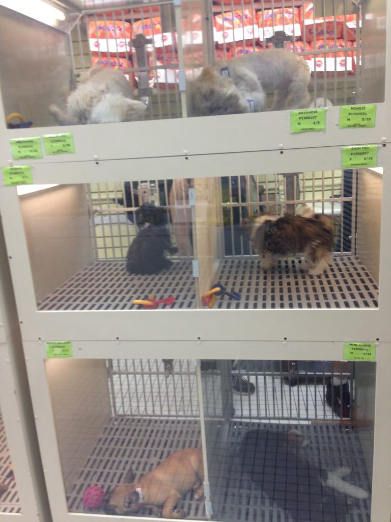 Look at these sweet doggos in cages