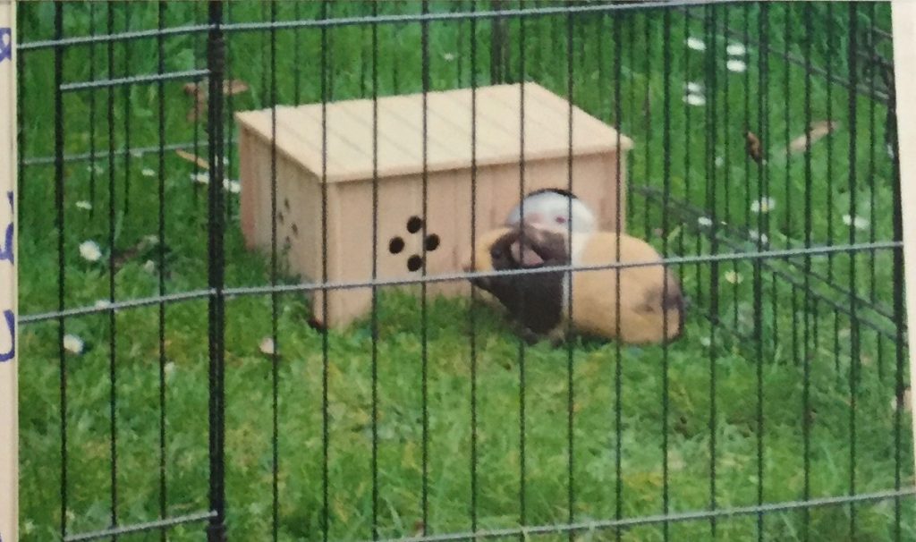 If guinea pigs could speak they would say help
