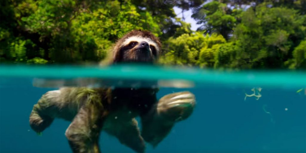 Look at this fucking sloth I'm so happy rn