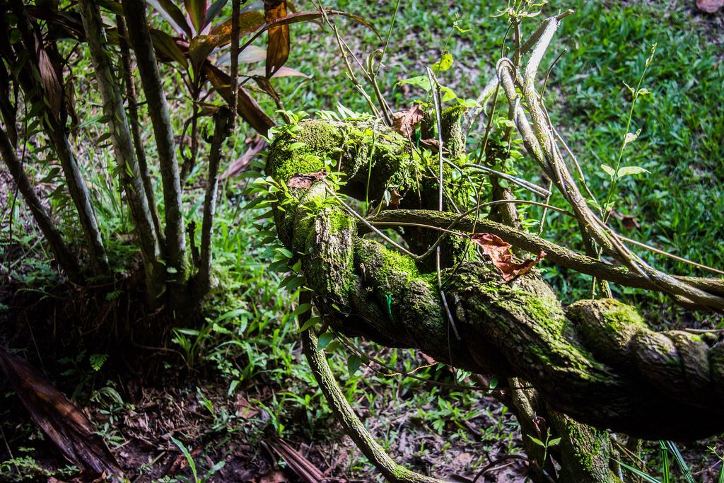 Image may contain: Rainforest, Vegetation, Tree, Plant, Outdoors, Nature, Land, Jungle, Forest, Flora
