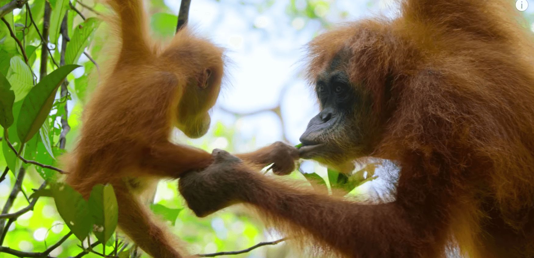 Image may contain: David Attenborough Netflix series, David Attenborough, Netflix, Our Planet, series, trailer, Ape, Monkey, Mammal, Animal, Orangutan, Wildlife