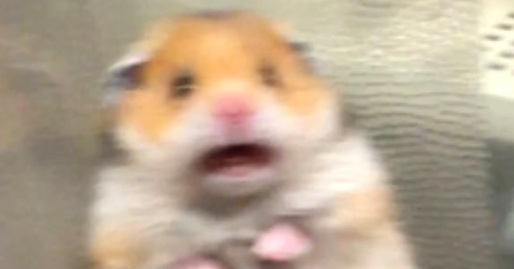 Scared Hamster Meme Where Did It Actually Come From And Is It Real Scared Hamster Meme Where Did It Actually Come From And Is It Real