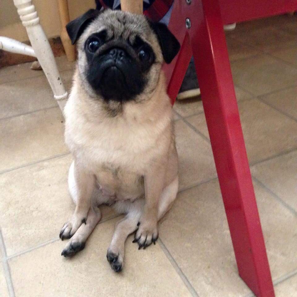 People need to stop saying 'pugs are so ugly they're cute'